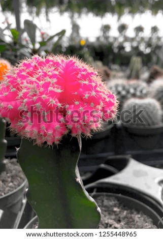 This is a picture of a cactus with pink on the top of it. I edited this photo so that there is a gray scaled background so that the cactus in the photo pops