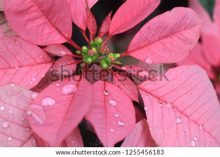 Water drops on red leaves.