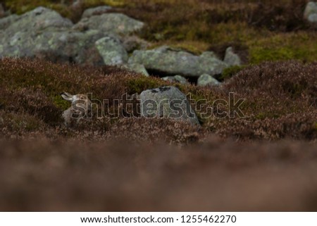 mountain hare sitting with thick heather in partial winter white coat against snowless slopes, cairngorms NP, scotland.