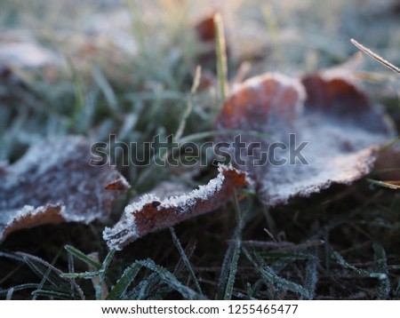 Close-up of leaves with frozen dew