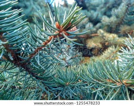 Fir branches blue spruce. Close up. Branches of blue spruce. Winter nature. Spruce needles. Fluffy Christmas tree. Blue spruce.