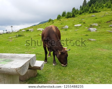 Brown cow on a green meadow, eating grass. Picture for commercial use like - milk advertisingpromotion, animals healthcare, nature beauties, wildlife and others.