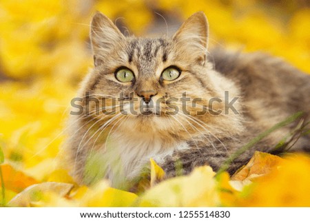 portrait of a beautiful fluffy Siberian cat lying on the fallen yellow foliage looking up, playful pet walking on nature in the autumn