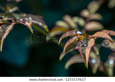 Transparent drops of rain on the graceful leaves of the Nandina domestic or Heavenly Bamboo. Sunny day. Macro. Selective focus. Chic backdrop for any design idea.