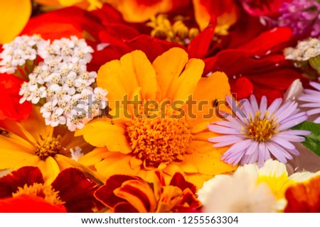 A composition from bright various colors, a bright colorful autumn bouquet from the blossoming of yellow flowers, a pleasant composition for the decor of autumn photography