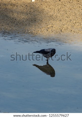 dark Raven playing in the water