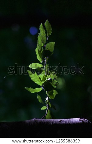 Light leaves forest