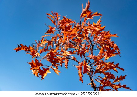 Autumn leafs picture