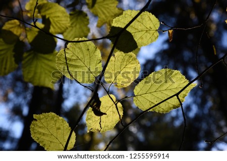 Autumn leafs picture