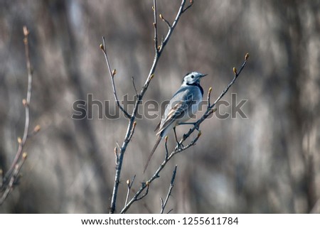 White Wagtail (Motacilla alba, male) in the spring north forest, buds open on the trees
