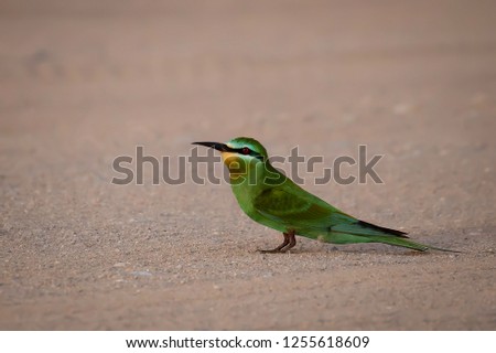 Green Bee Eater Bird, Picture was taken in Dubai, United Arab Emirates
