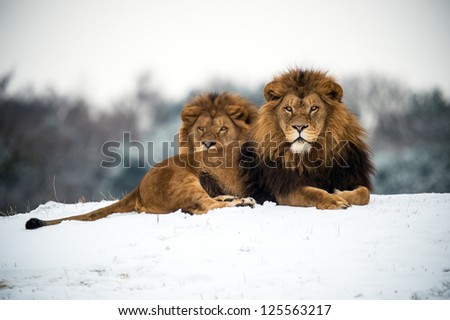 male lions against a background of snow/Lions Royalty-Free Stock Photo #125563217