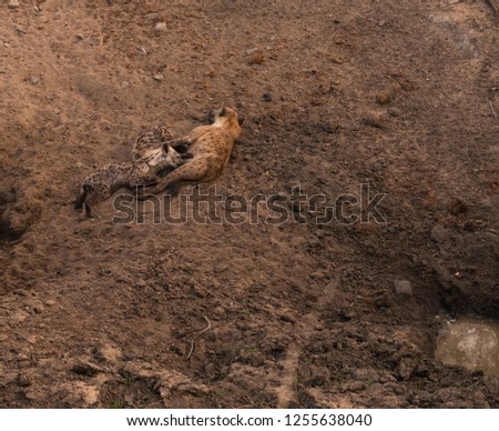 Spotted hyena and her two pups