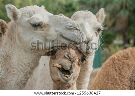 Camels being funny