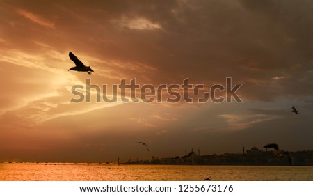 Seagull flying over the sea in a reddish sky with clouds in Istanbul. Picture taken from the ferry.