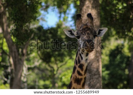 Giraffes from Kenya. Photos taken on a​ safari trip. Africa memories. 