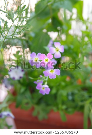 Malcolmia maritima,  Virginia stock plant with  lilac - pink flowers,  wildflower, ornamental  garden plant