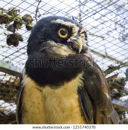 beautiful closeup of a black spectacled owl face, a tropical bird from america.