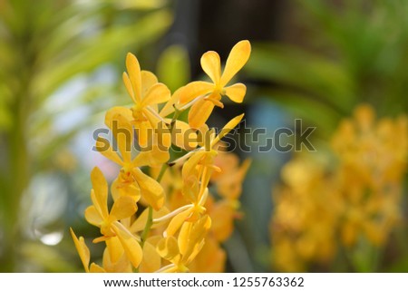 Beautiful yellow orchid in garden.