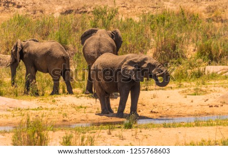 Elephants by the water