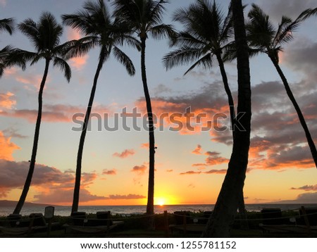 Island Sunset Palm Tree Silhouette