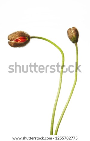 white background with poppies