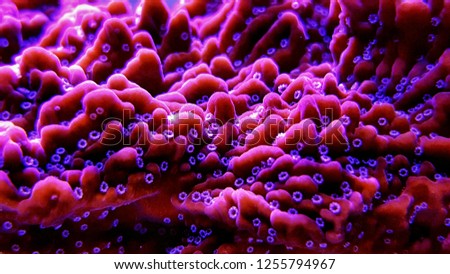 Red montipora with white polyps (Montipora undata)  Royalty-Free Stock Photo #1255794967