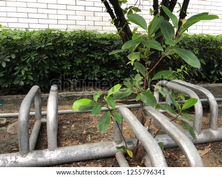 Tree plant on the steel lock background picture. Image