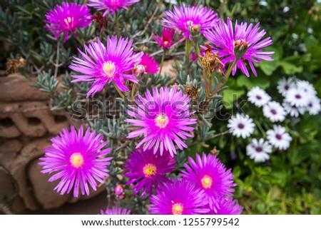 Beautiful natural flowers