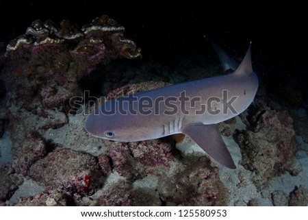 Whitetip reef sharks (Triaenodon obesus) hunt small reef fish at night on a rocky reef near Cocos Island, Costa Rica.  This area is known for its many sharks.
