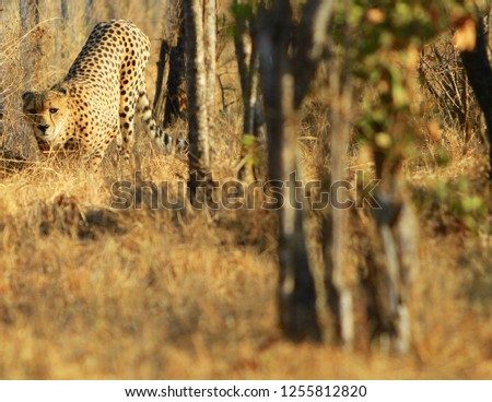 Cheetah of Kruger National Park