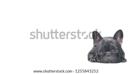 French bulldog puppy lying on over white background, with glare light, with space for text. Cute dog.