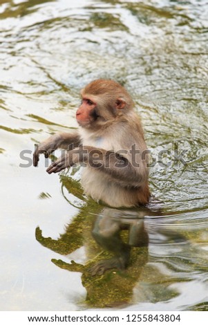 Clever and lovely little monkey