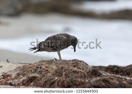 Young Seagull on sandy beach with the ocean in the background and a shallow depth of field