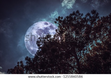 View from below. Beautiful night landscape. Silhouette of trees against night sky and bright super moon over serenity nature background. Outdoors at nighttime. The moon taken with my camera.