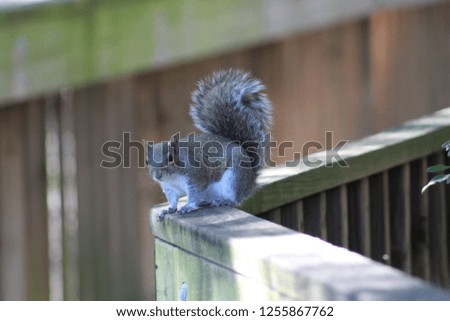 Squirrel on a wooden board