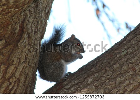 Squirrel on a tree branch
