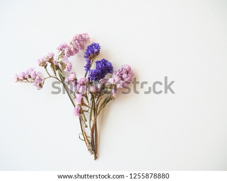 Pink and blue flower on white background.