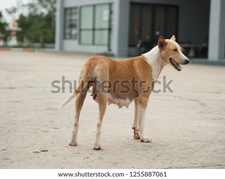 Dog playing outside smiles.Curious dog looking at the camera,A dog stands looking at a man taking a picture on a concrete floor