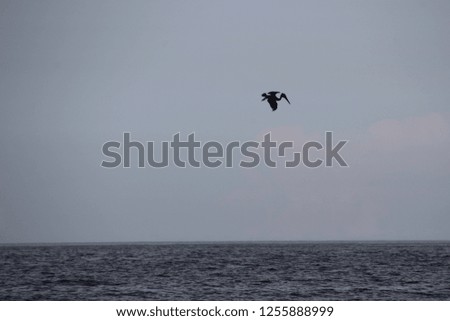 Pelican bird in flight in blue sky.
