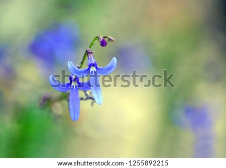 Blue flowers of Australian native Lobelia dentata, family Campanulaceae, growing in sandy soil in woodland after a bushfire, Royal National Park, Sydney, Australia. Endemic to east coast NSW and Vic