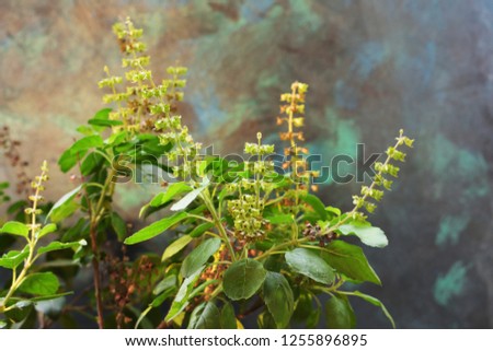 Basil plant royalty free stock images
