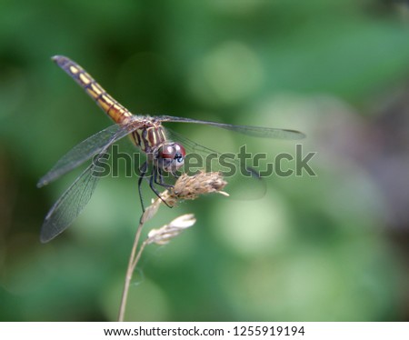 Dragonfly perched on stick