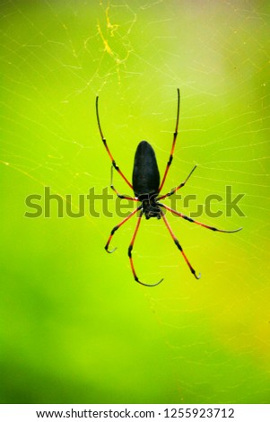 Spider on Cobweb In Rainforest