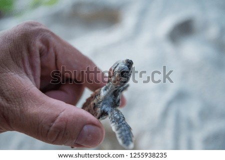 Cute baby sea turtle being held at beautiful beach in the summer