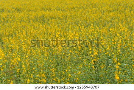 Nature landscape view of yellow Sunn Hemp (Crotalaria juncea, Leguminosae) field or Madras hemp or Chanvre indien, it is grown to improve the soil and as source of fodder. Hemp field sun in Thailand