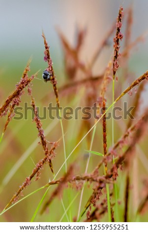  Beautiful Nature  Soft focus of Flowering grass with blurry background. Selective fucus.