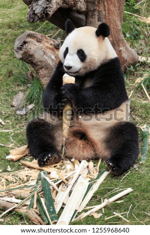 Giant pandas are a national treasure of China