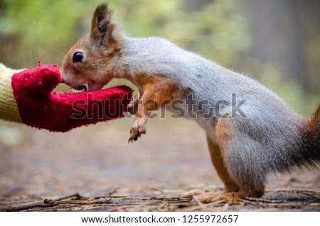 Hungry autumn squirrel