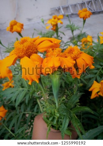Marigold flower pic